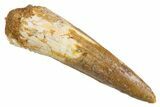 Fossil Spinosaurus Tooth - Real Dinosaur Tooth #305672-1